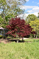 Nuresagi Japanese Maple (Acer palmatum 'Nuresagi') at Stonegate Gardens