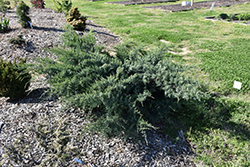 Poyo Redcedar (Juniperus virginiana 'Poyo') at Stonegate Gardens
