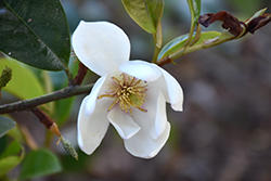 Fairy Blush Magnolia (Magnolia 'Fairy Blush') at Stonegate Gardens
