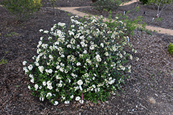 Pearlific Viburnum (Viburnum 'PIIVIB-I') at Stonegate Gardens
