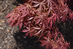 Orion Japanese Maple (Acer palmatum 'Orion') at Stonegate Gardens