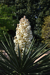 Giant Yucca (Yucca treculeana var. canaliculata) at Stonegate Gardens