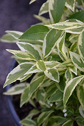 Creme Fraiche Deutzia (Deutzia gracilis 'Mincream') at Lakeshore Garden Centres