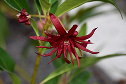 Mexican Anise Tree (Illicium mexicanum) at Stonegate Gardens