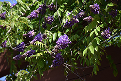 Blue Moon Wisteria (Wisteria macrostachya 'Blue Moon') at The Mustard Seed