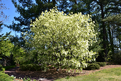 White Fringetree (Chionanthus virginicus) at The Mustard Seed