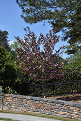 Royal Burgundy Flowering Cherry (Prunus serrulata 'Royal Burgundy') at Lakeshore Garden Centres