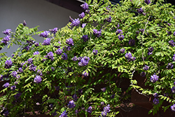 Blue Moon Wisteria (Wisteria macrostachya 'Blue Moon') at Lakeshore Garden Centres