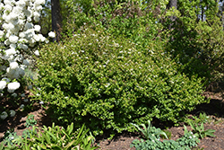 Reifler's Dwarf Viburnum (Viburnum obovatum 'Reifler's Dwarf') at Stonegate Gardens