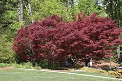 Suminagashi Japanese Maple (Acer palmatum 'Suminagashi') at Stonegate Gardens