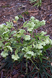 Picadilly Strain Hellebore (Helleborus foetidus 'Picadilly Strain') at Stonegate Gardens
