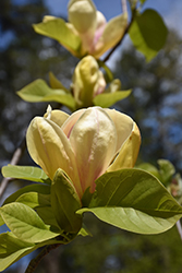 Sunsation Magnolia (Magnolia 'Sunsation') at Lakeshore Garden Centres