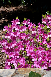 Lavender Formosa Azalea (Rhododendron indicum 'Formosa Lavender') at Stonegate Gardens