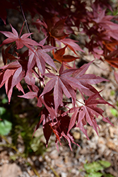 Red Baron Japanese Maple (Acer palmatum 'Red Baron') at Stonegate Gardens