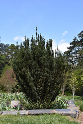 Upright Japanese Plum Yew (Cephalotaxus harringtonia 'Fastigiata') at Stonegate Gardens