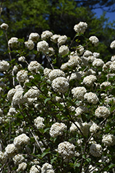 Fragrant Viburnum (Viburnum x carlcephalum) at Stonegate Gardens
