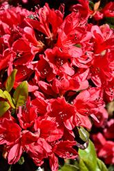 Wolfpack Red Azalea (Rhododendron 'Wolfpack Red') at Stonegate Gardens