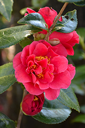 Turandot Camellia (Camellia japonica 'Turandot') at Stonegate Gardens