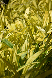 Banana Boat Broadleaf Sedge (Carex siderosticha 'Banana Boat') at Lakeshore Garden Centres