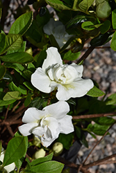 Hardy Gardenia Azalea (Rhododendron 'Hardy Gardenia') at Lakeshore Garden Centres