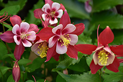 Origami Red and White Columbine (Aquilegia 'Origami Red and White') at Stonegate Gardens
