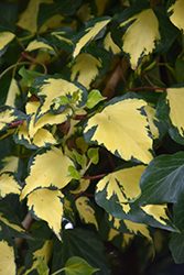 Gold Heart Ivy (Hedera helix 'Gold Heart') at Stonegate Gardens