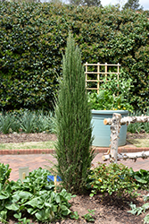 Blue Arrow Juniper (Juniperus scopulorum 'Blue Arrow') at Stonegate Gardens