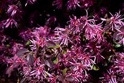Razzleberri Fringeflower (Loropetalum chinense 'Razzleberri') at Stonegate Gardens