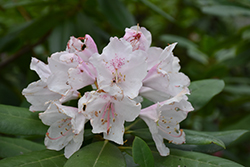 Southgate Grace Rhododendron (Rhododendron 'Elizabeth Ard') at Stonegate Gardens