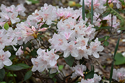 Dwarf Rhododendron (Rhododendron keiskei) at Stonegate Gardens