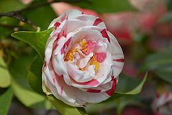 Elizabeth Arden Camellia (Camellia japonica 'Elizabeth Arden') at A Very Successful Garden Center