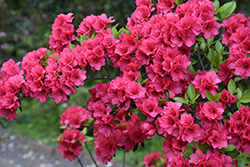Hershey's Red Azalea (Rhododendron 'Hershey's Red') at Stonegate Gardens