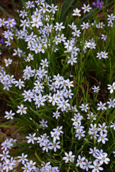 Narrowleaf Blue-Eyed Grass (Sisyrinchium angustifolium) at The Mustard Seed
