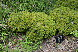 Kingsville Dwarf Boxwood (Buxus microphylla 'Kingsville Dwarf') at Stonegate Gardens
