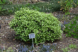 Winter Daphne (Daphne odora) at Stonegate Gardens