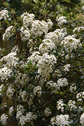 Conoy Viburnum (Viburnum 'Conoy') at Lakeshore Garden Centres