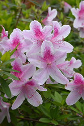 George Lindley Taber Azalea (Rhododendron 'George Lindley Taber') at Stonegate Gardens