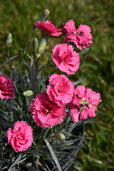 Scent First Eternity Pinks (Dianthus 'WP05 PP22') at Stonegate Gardens