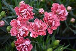 SuperTrouper Red and White Carnation (Dianthus caryophyllus 'SuperTrouper Red and White') at Stonegate Gardens