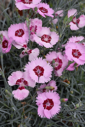 Scent From Heaven Angel Of Peace Pinks (Dianthus 'Angel Of Peace') at Stonegate Gardens