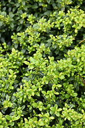 Soft Touch Japanese Holly (Ilex crenata 'Soft Touch') at Stonegate Gardens