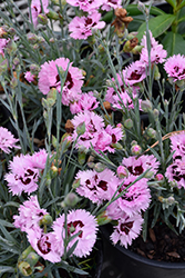 Early Bird Fizzy Pinks (Dianthus 'Wp08 Ver03') at Stonegate Gardens
