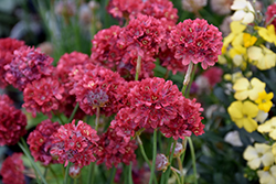 Ballerina Red False Sea Thrift (Armeria pseudarmeria 'Ballerina Red') at Lakeshore Garden Centres