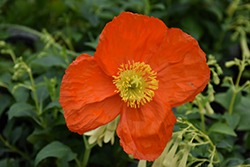 Wonderland Orange Poppy (Papaver nudicaule 'Wonderland Orange') at A Very Successful Garden Center