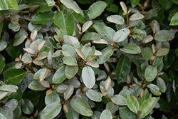 Ebbing's Silverberry (Elaeagnus x ebbingei) at Stonegate Gardens