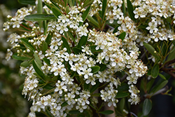 Victory Firethorn (Pyracantha koidzumii 'Victory') at Lakeshore Garden Centres