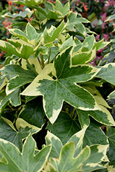 Bush Ivy (Fatshedera x lizei 'Angyo Star') at Stonegate Gardens