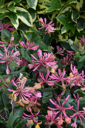 Goldflame Honeysuckle (Lonicera x heckrottii) at Lakeshore Garden Centres