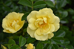 Sunrosa Yellow Rose (Rosa 'ZARSBSUN') at Stonegate Gardens
