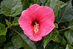 Tradewinds Tortuga Wind Hibiscus (Hibiscus rosa-sinensis 'Tortuga Wind') at Stonegate Gardens